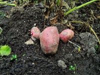 Kartoffel mit Ohren (2010)